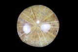 Lot: Small, Polished, Jurassic Sand Dollars - Pieces #82396-3